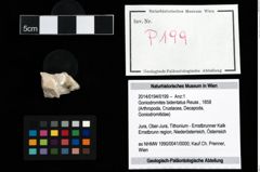 Foto (Objekt + Etikett) von Goniodromites bidentatus (Reuss, 1858)  (NHMW-GEO-2014-0194-0199)